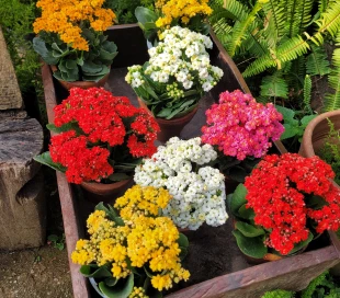 Mask group - 2026-02-03T172002.546