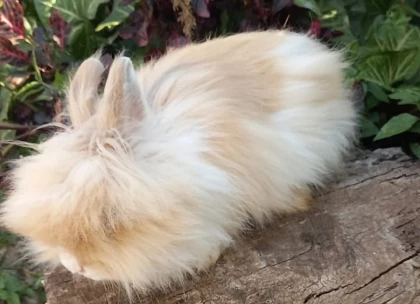 Mask group - 2026-06-08T103606.710